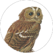 PGN-Owl2